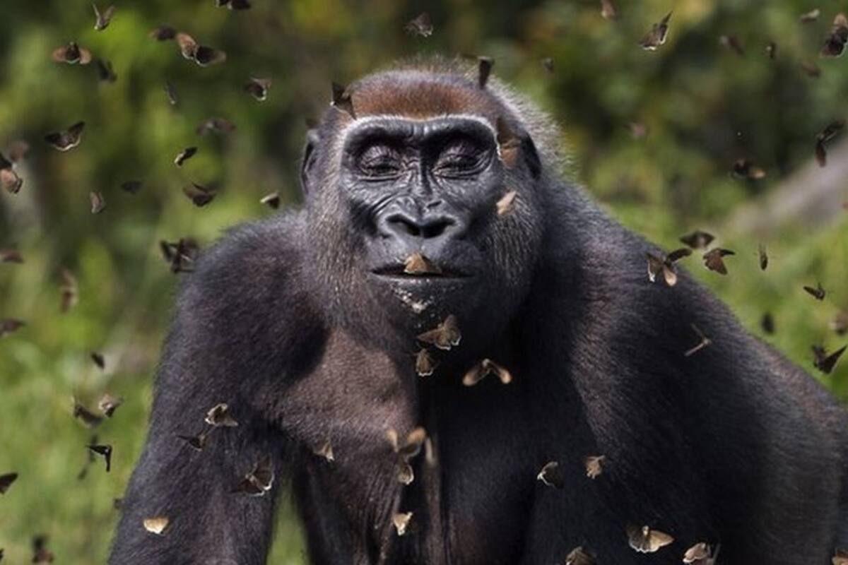 Una gorila entre mariposas y otras fabulosas imágenes del concurso de fotografía The Nature Conservancy 2021