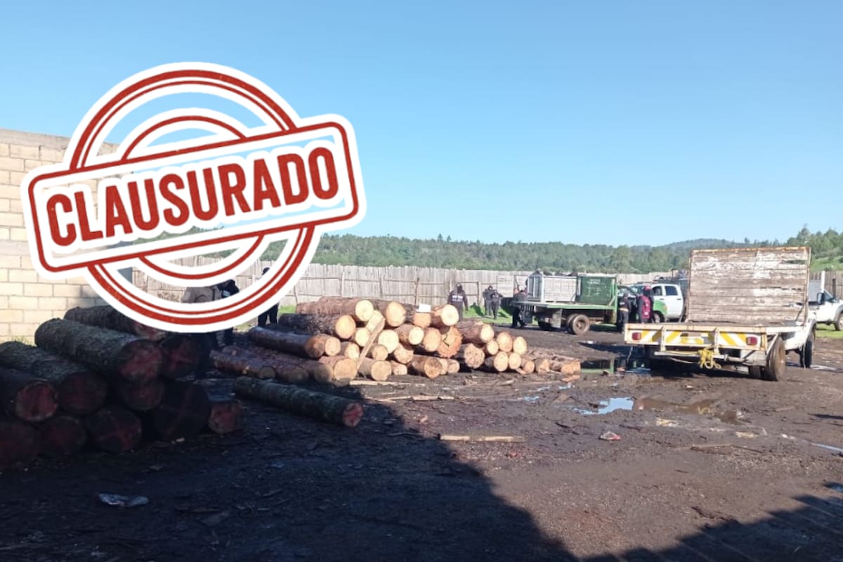 Operativo con más de 700 elementos clausura aserraderos ilegales en Ocuilan; hubo agresiones a la autoridad