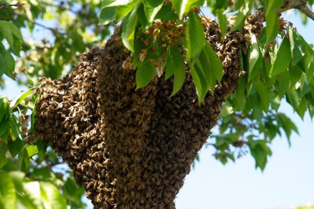 Reciben Bomberos de Cajeme hasta 30 llamadas al día por abejas