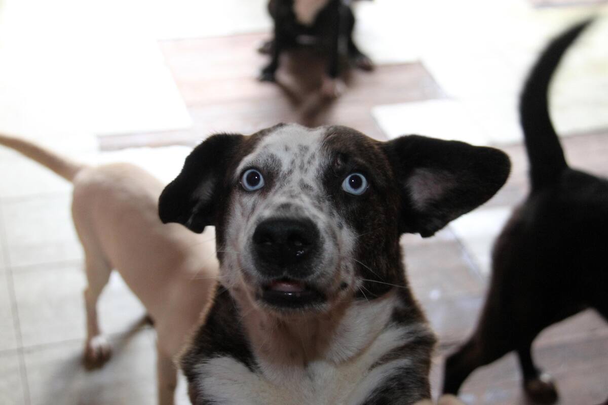 Preocupa a veterinarios que mascotas adquieran trastornos del humano