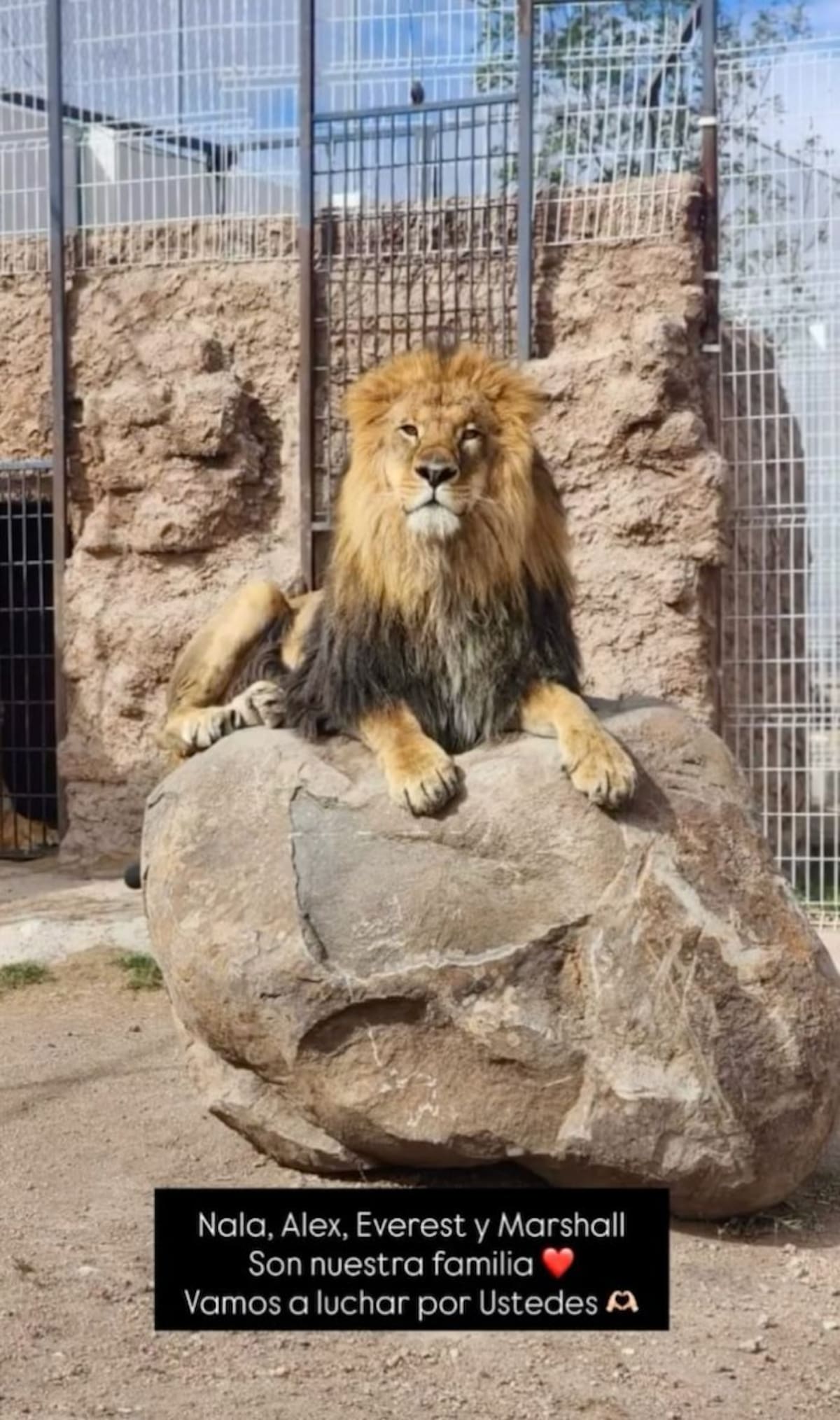 Alex, Nala, Everest y Marshall son los nombres de los felinos decomisados por Profepa a Javier Arturo Aguilera Peña, dueño de ABCD Arquitectura. | Foto; Especial