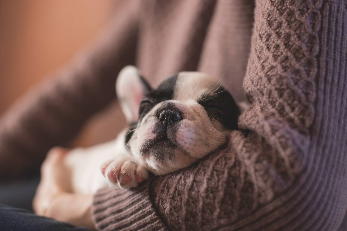 ¿Cómo demostrar amor a tus mascotas?