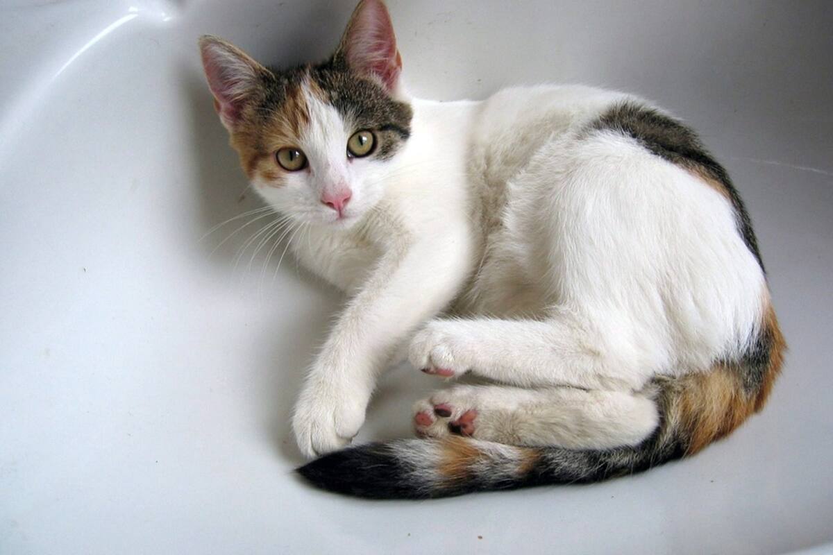 Ahoga a su gato porque lo aruñó cuando lo estaba bañando