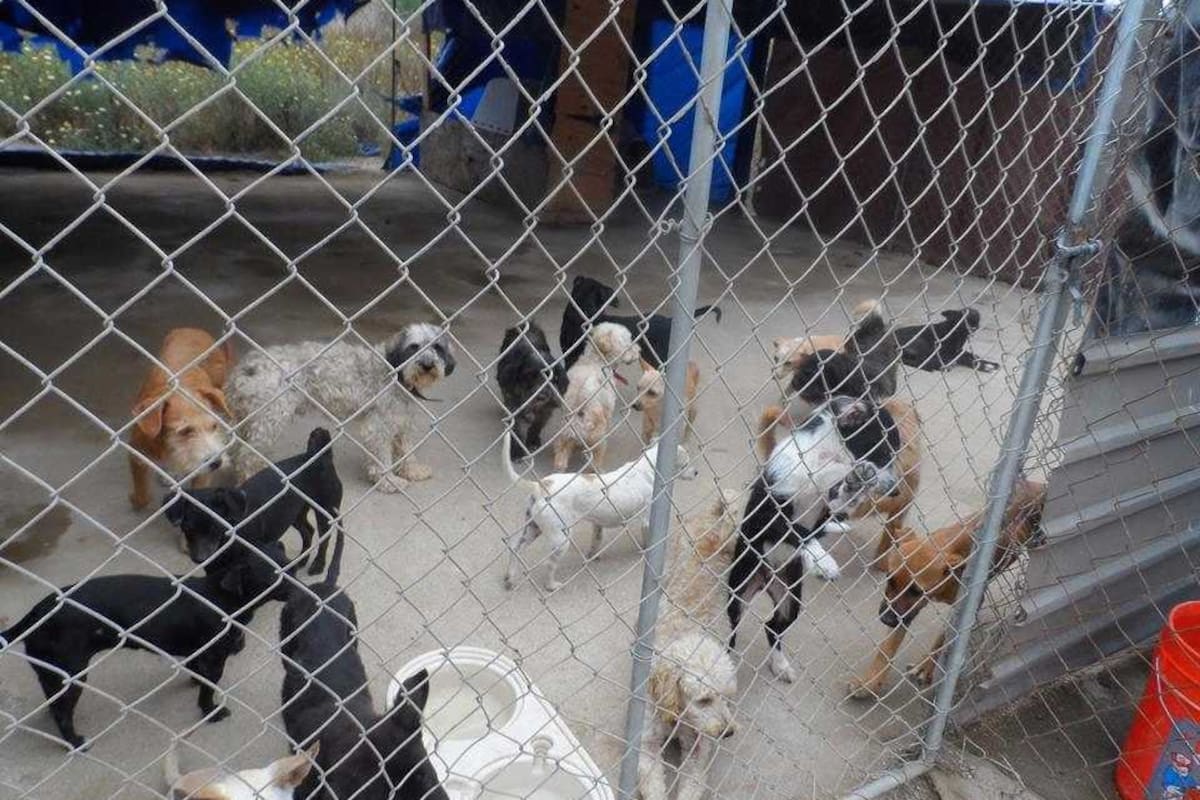 Desinformación provoca que 80% de denuncias por maltrato animal no procedan