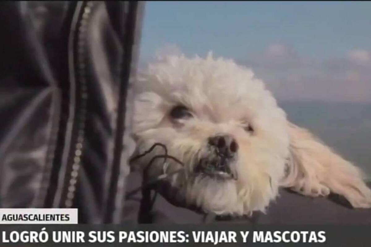 Hachi, el perrito trotamundos que tiene su programa de turismo
