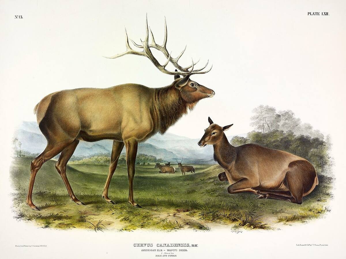 Fotografía del Servus Canadiensis Merriami o Alce Mexicano.
Foto: John James Audubon - Digital Library of the w:University of Michigan, catalog record, Dominio público, https://commons.wikimedia.org/w/index.php?curid=114472739