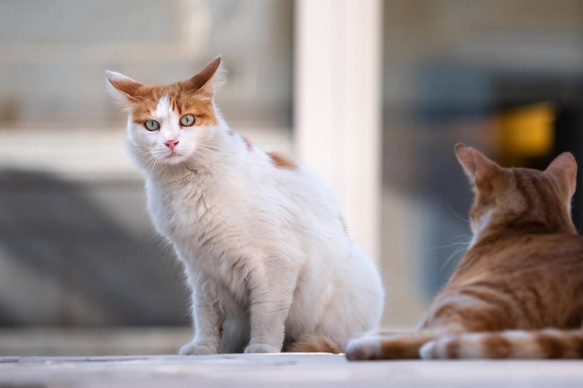 Algunos rasgos que definen el carácter de los gatos