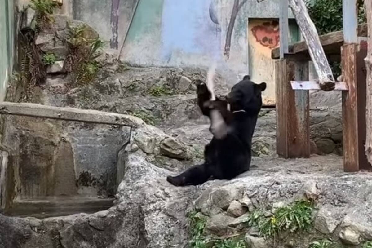 Oso sorprende a visitantes de un zoológico con sus habilidades de 'kung fu'