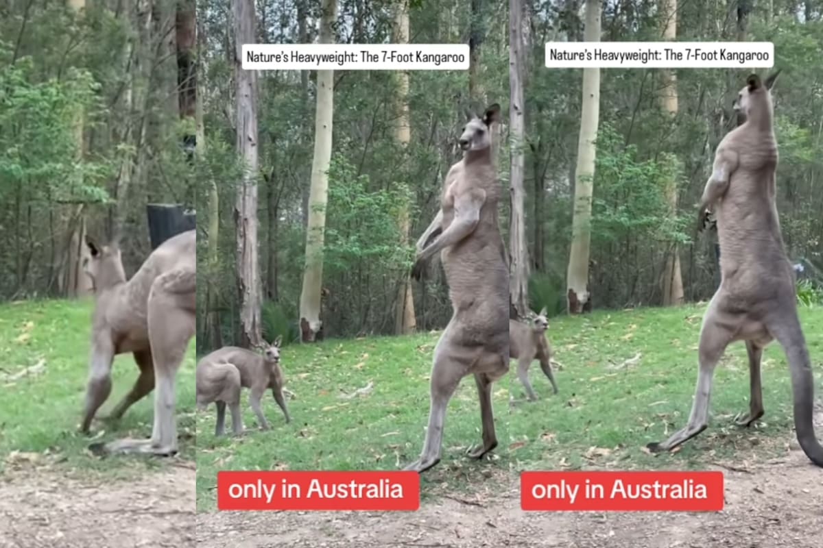 ¡Son verdaderamente Pie Grande!: Captan a canguros de más de 2 metros en cámara y el video se vuelve viral