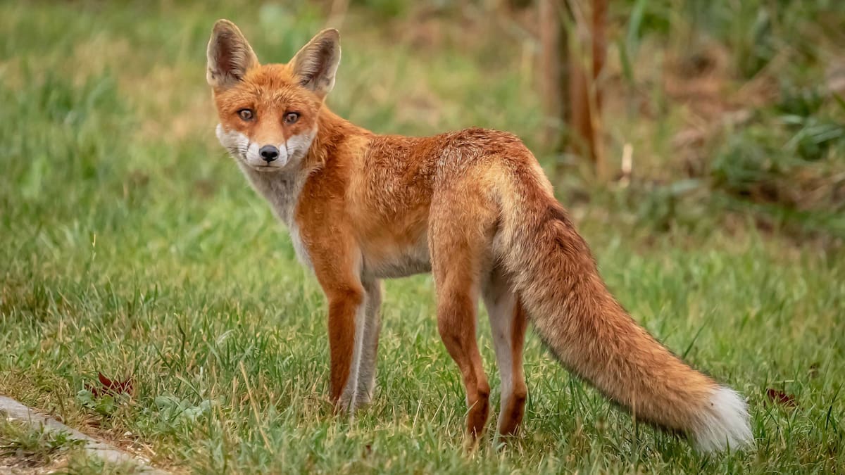 ¿Los zorros se están domesticando solos? El origen del rumor viral
