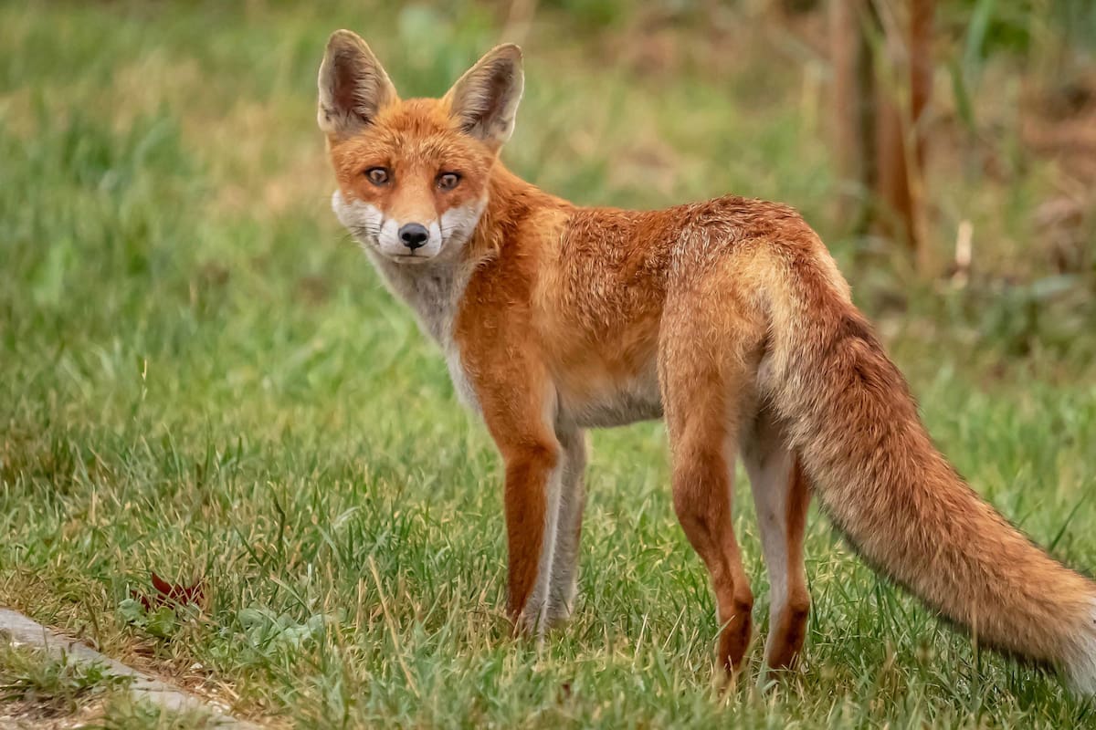 ¿Los zorros se están domesticando solos? El origen del rumor viral