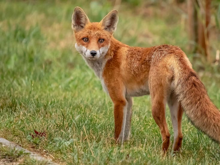 ¿Los zorros se están domesticando solos? El origen del rumor viral