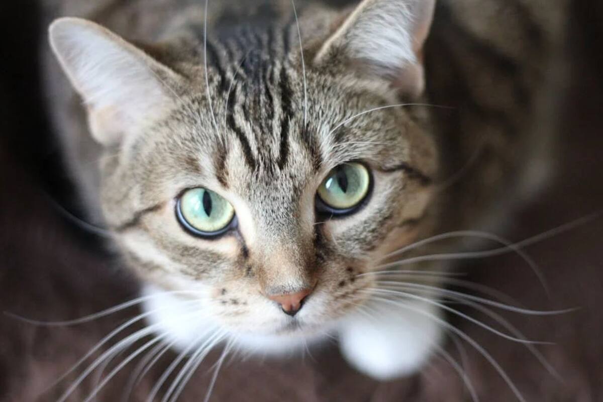 Enfermedades transmitidas por gatos: Lo que debes saber según especialistas