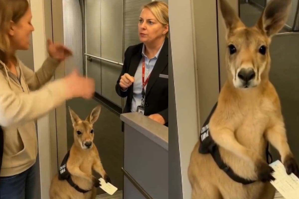 El video del canguro en el aeropuerto es falso: claves para detectar contenido generado por IA