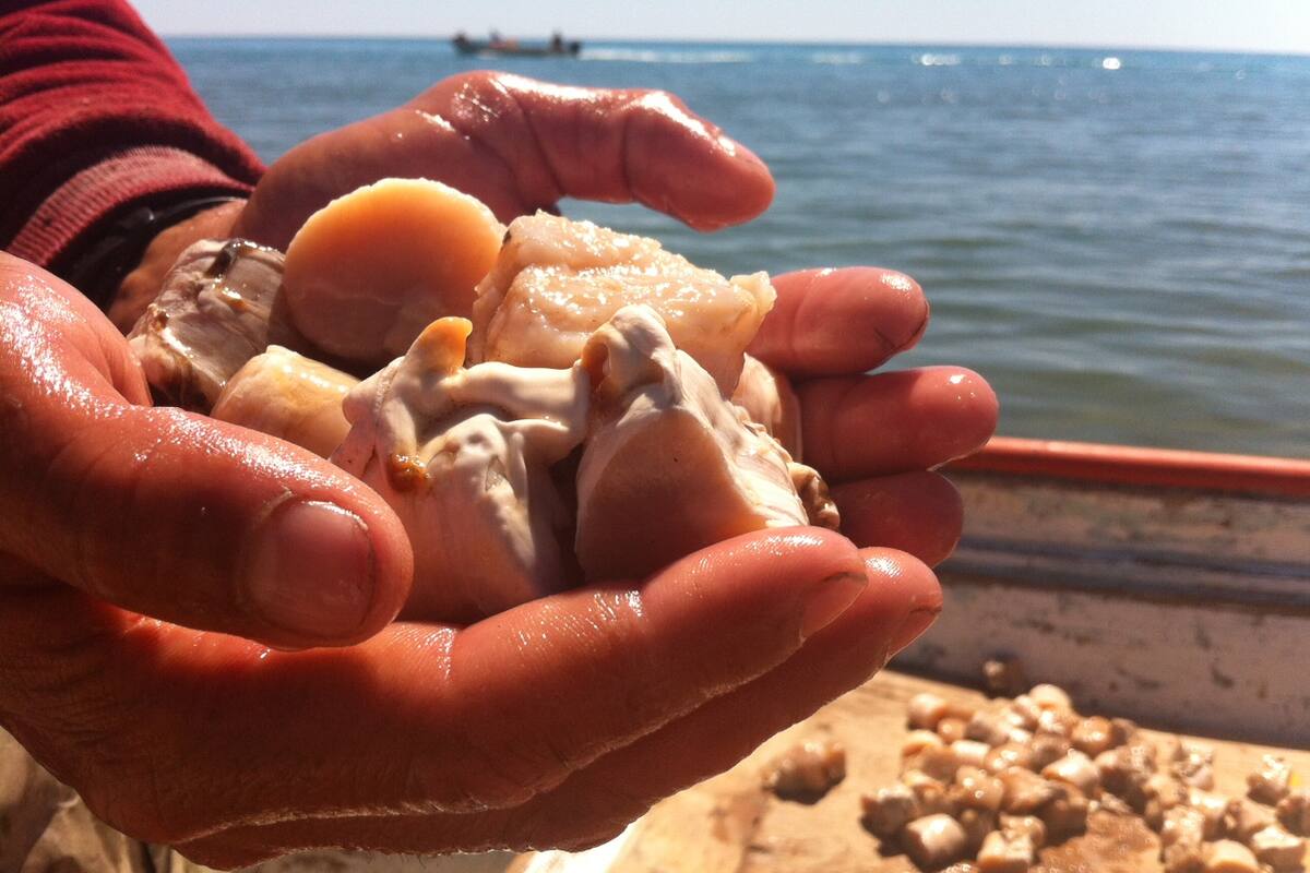 Navojoa: Ponen pescadores de Yavaros sus esperanzas en el callo de hacha