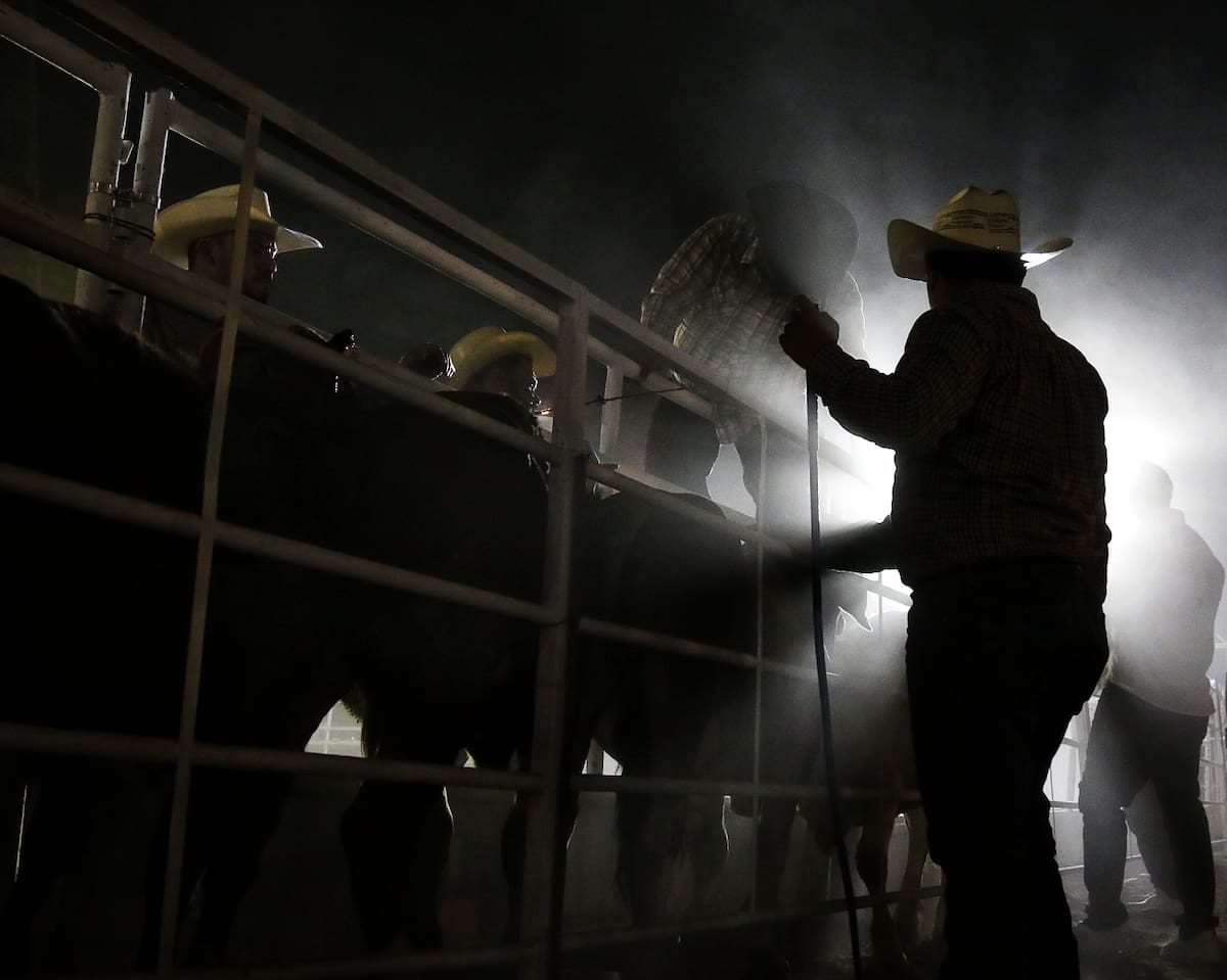 Para los aficionados a los caballos, el rodeo representa algo más que una atracción de feria. Es también un espacio donde las prácticas y aficiones vinculadas con la vida ganadera del Valle de Mexicali l Foto: Saúl Martínez