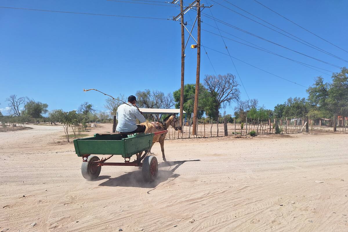 Carreteros enfrentan desafío ante nueva Ley de Protección Animal