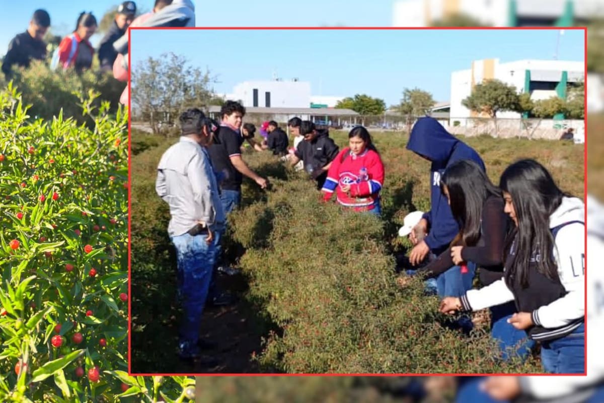 Estudiantes de la UTE crean nueva variedad de chiltepín resistente al calor y con menos agua tras 10 años de cruces en Sonora