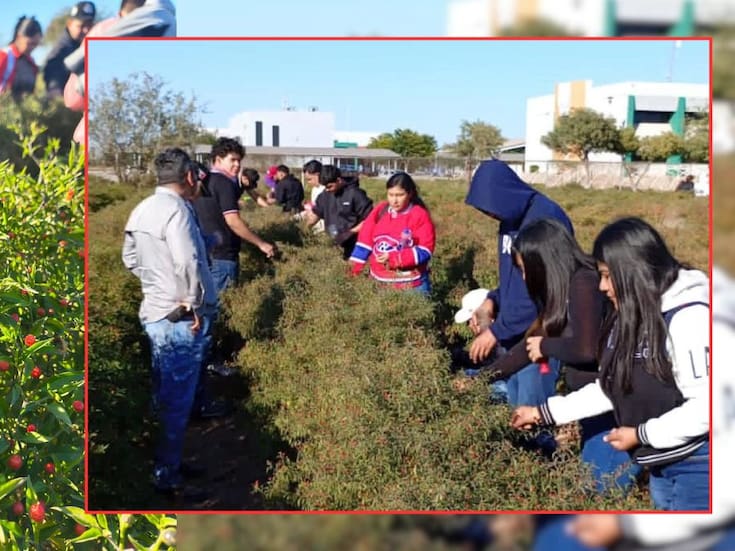Estudiantes de la UTE crean nueva variedad de chiltepín resistente al calor y con menos agua tras 10 años de cruces en Sonora