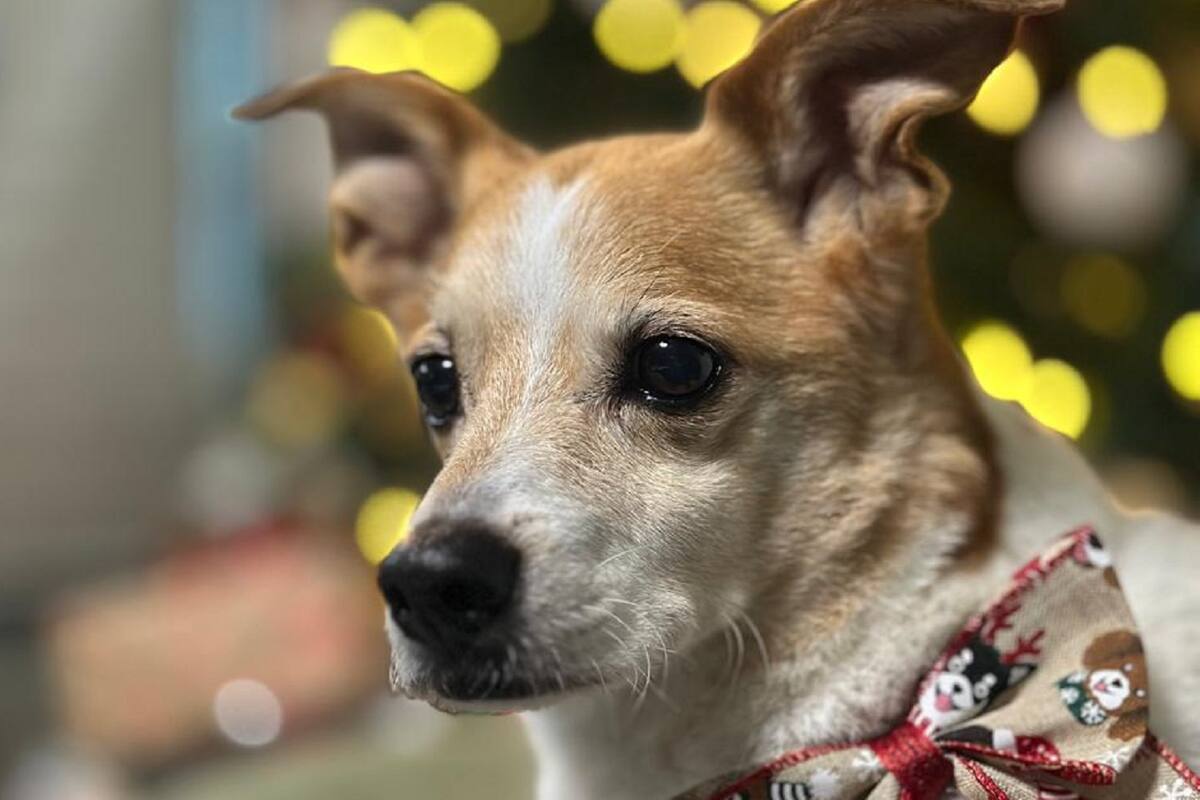 Ofrecen 10 mil pesos a quien encuentre a perrito Rey