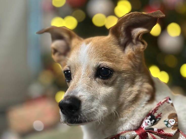 Ofrecen 10 mil pesos a quien encuentre a perrito Rey