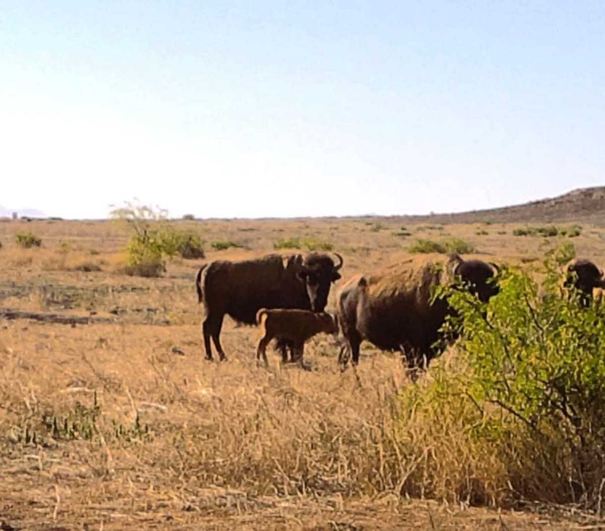 La cría nació en la reserva Cuenca Los Ojos, en Agua Prieta, como parte del programa de reinserción de bisontes en Sonora. | Foto: Ricardo Lugo
