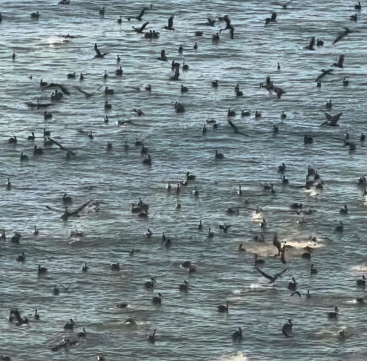 Las aves localizaron un cardumen de sardinas en la playa centro. Foto: Cortesía