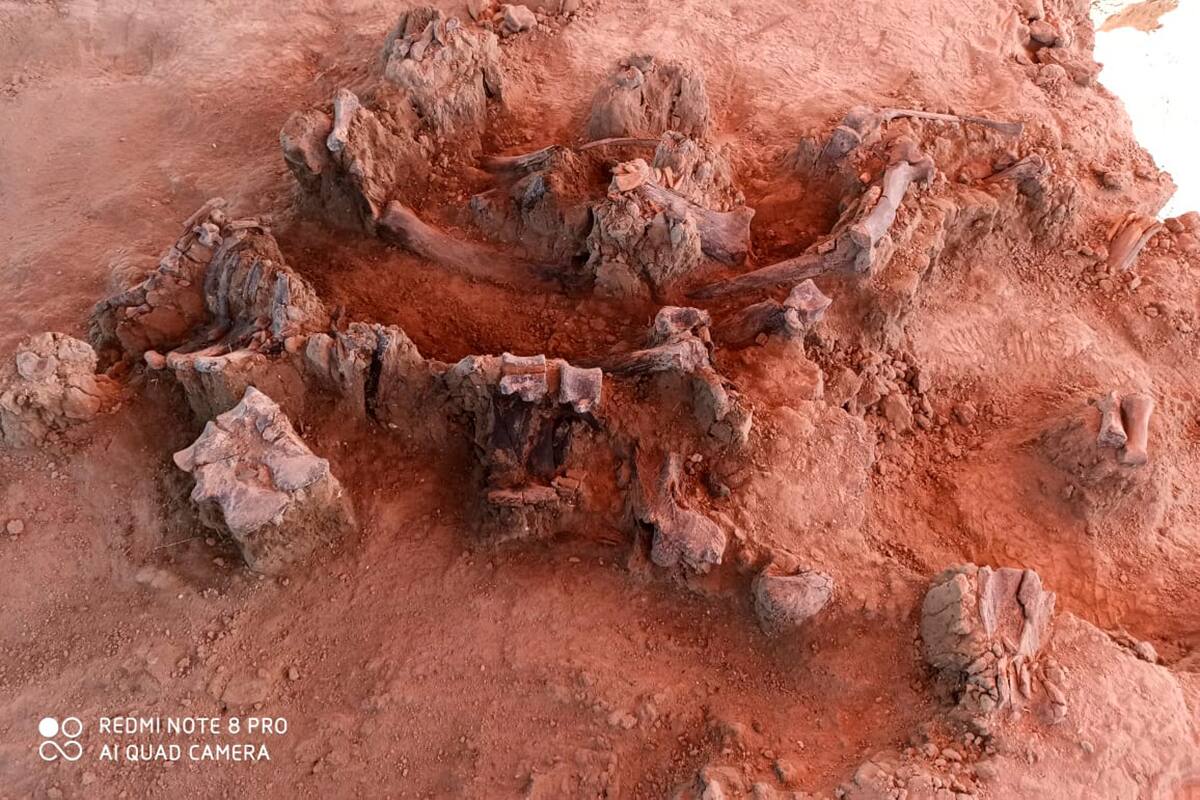 ¿Qué pistas da el hallazgo de mamuts en el futuro aeropuerto de Santa Lucía sobre estos mamíferos?