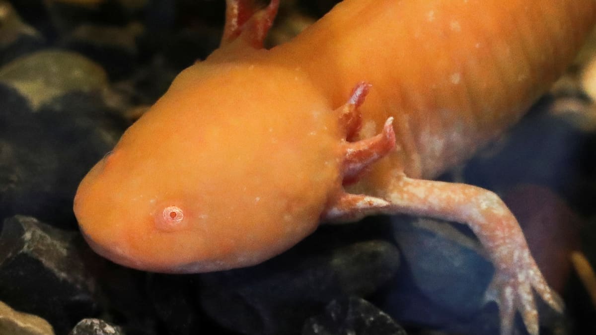 El ajolote más antiguo en la historia de México acaba de ser identificado por científicos de la UNAM gracias a unos fósiles guardados por casi 30 años, un hallazgo que demuestra que este animal ya nadaba en un enorme lago de Hidalgo hace millones de años