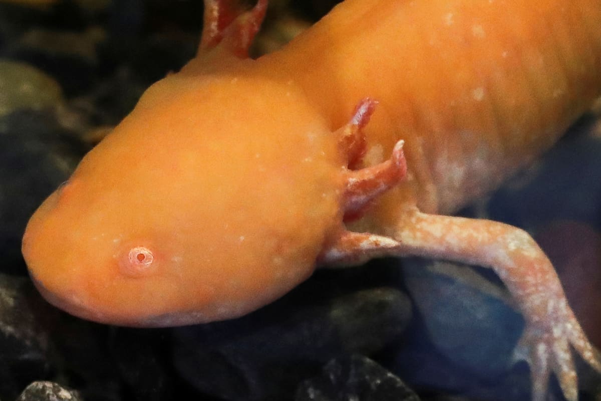 El ajolote más antiguo en la historia de México acaba de ser identificado por científicos de la UNAM gracias a unos fósiles guardados por casi 30 años, un hallazgo que demuestra que este animal ya nadaba en un enorme lago de Hidalgo hace millones de años