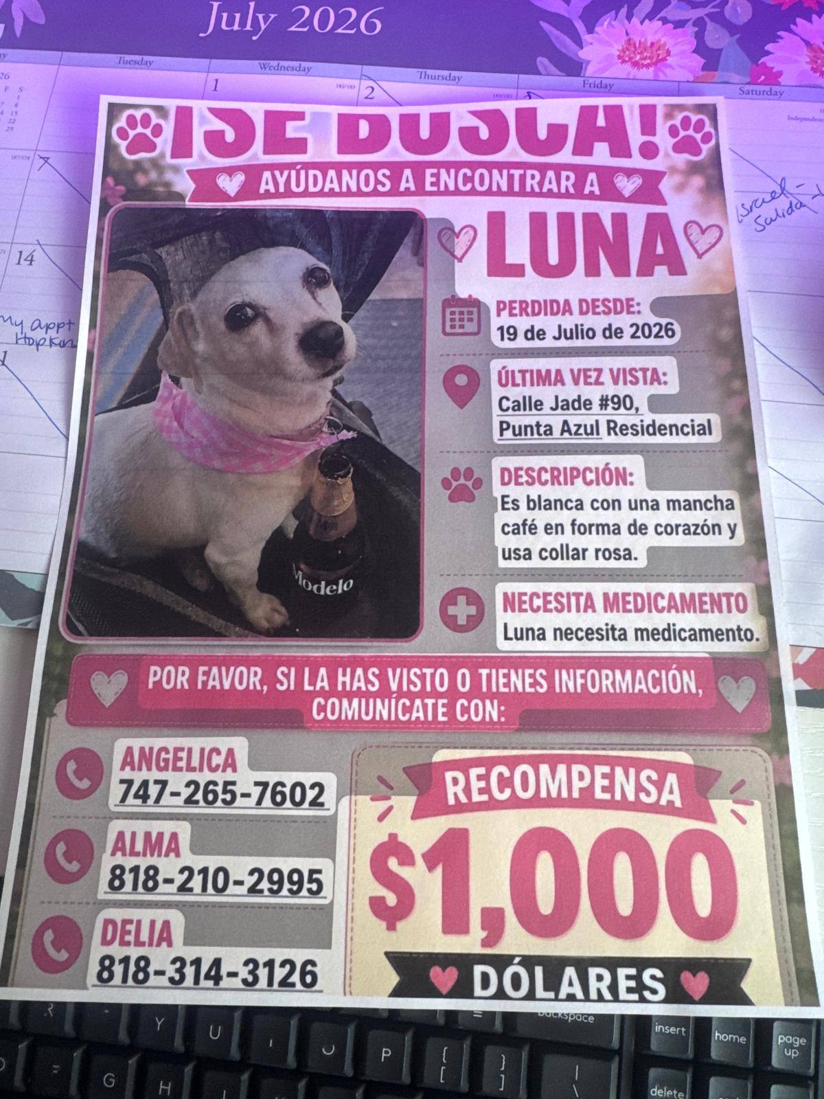 Luna es de raza chihuahua, tiene el pelaje blanco y una mancha café en forma de corazón. Actualmente, tiene alrededor de 10 años de edad. Foto: Cortesía
