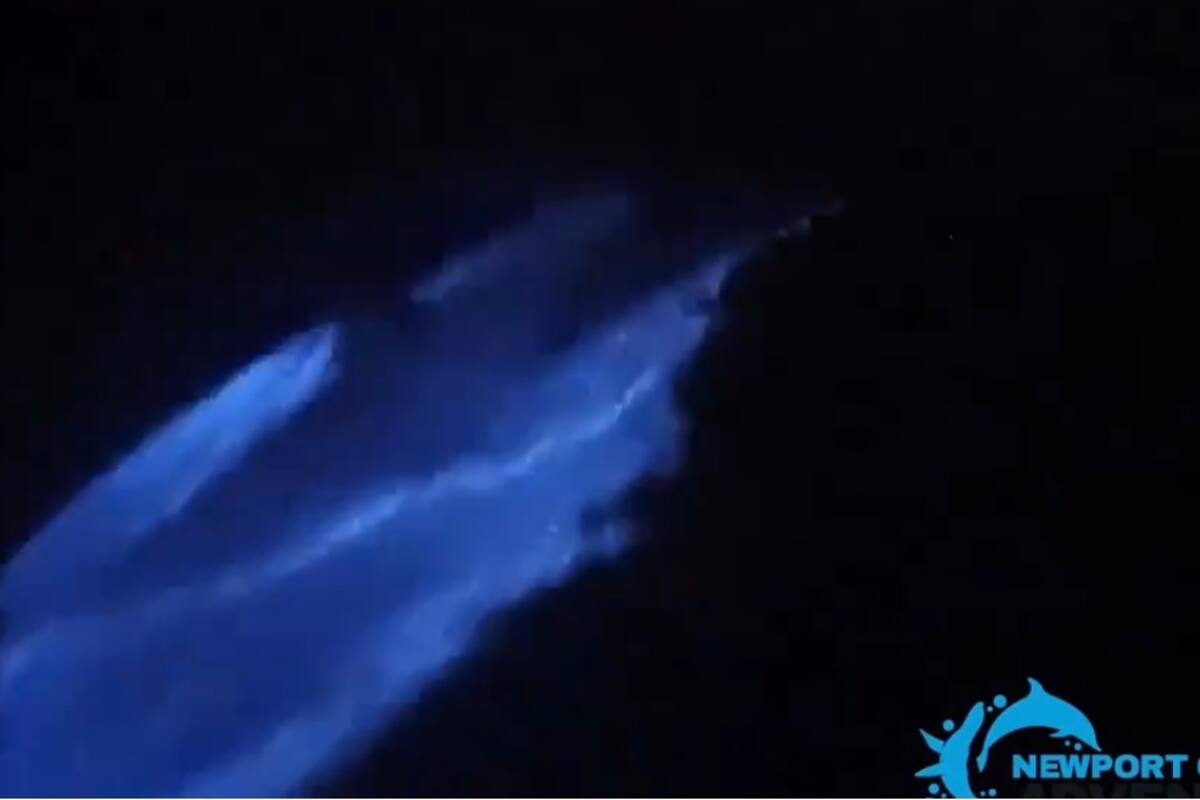 Graban fascinante video de delfines “brillantes”