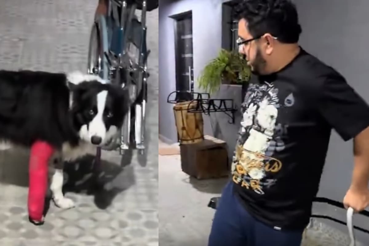 “De tal dueño, tal mascota”: Mujer capta a su esposo y a su perro enyesados al mismo tiempo… y en la misma pierna