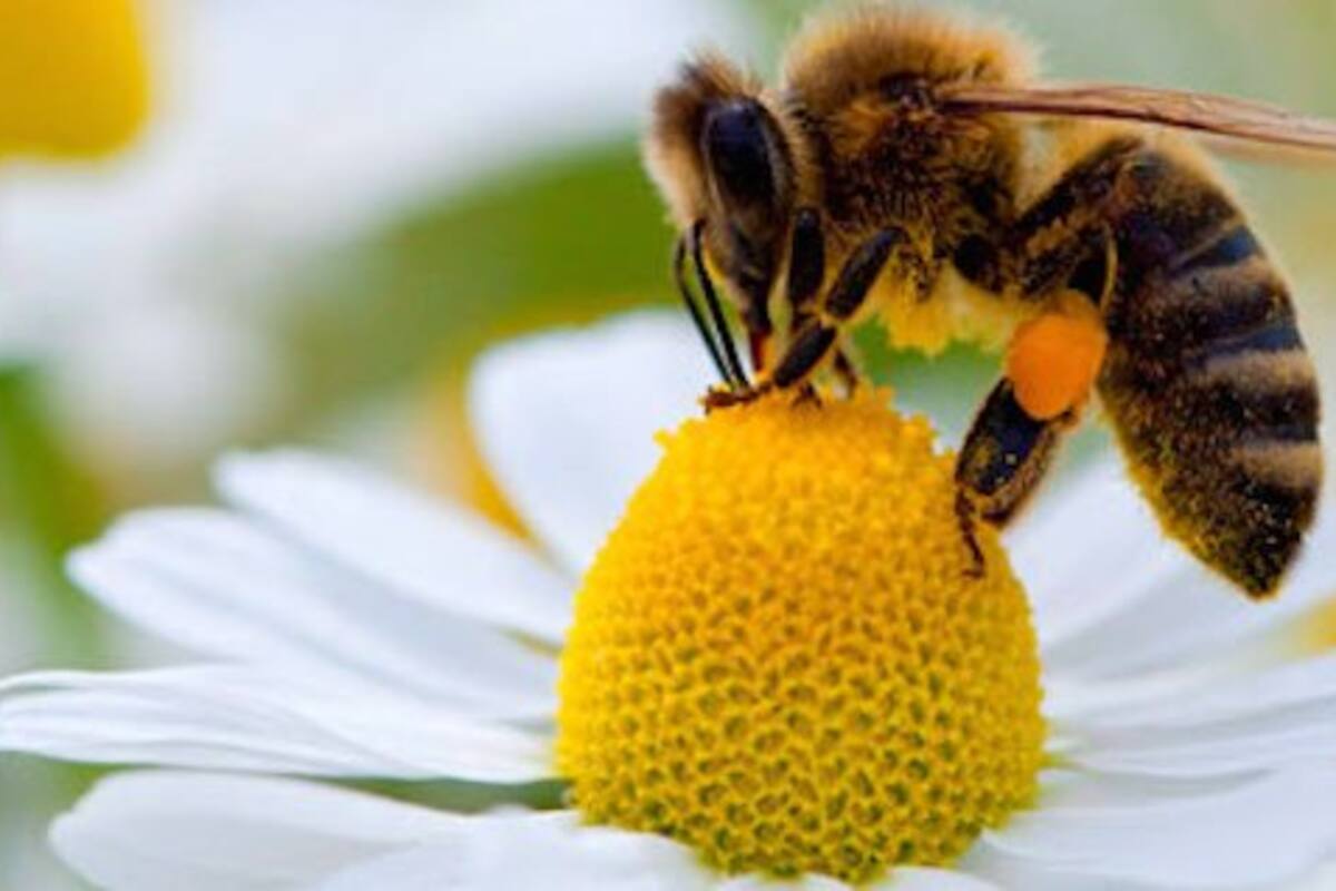 Así puedes ayudar a salvar las abejas
