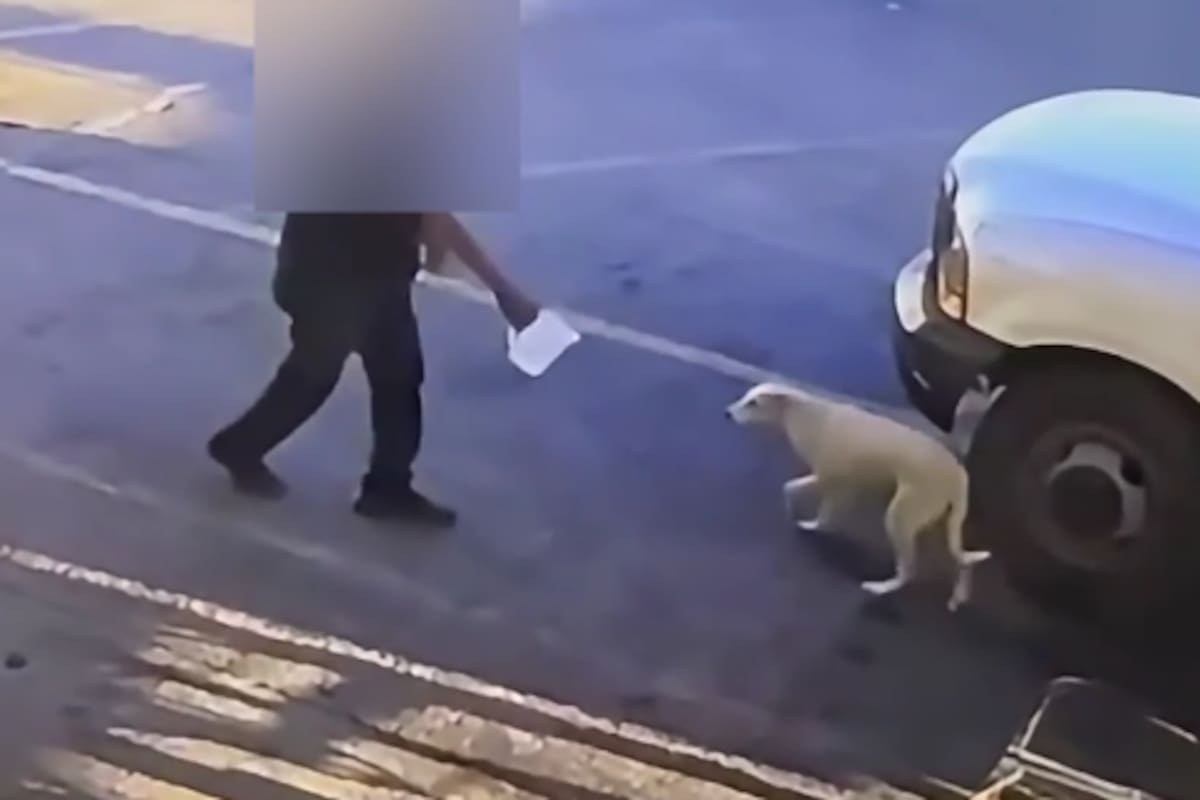 Detienen a hombre por arrojar agua hirviendo a una perrita en Ciudad Obregón