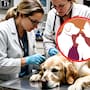 Hermosillo tendrá jornada gratuita de castración para perros y gatos