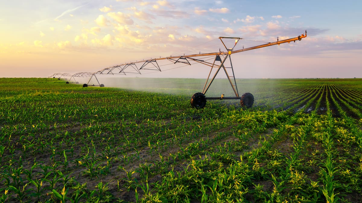 México casi cuadruplica sus importaciones de maíz blanco durante los primeros nueve meses de 2025 debido a menor producción nacional y condiciones climáticas adversas