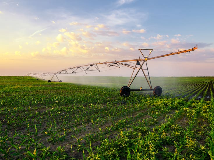 México casi cuadruplica sus importaciones de maíz blanco durante los primeros nueve meses de 2025 debido a menor producción nacional y condiciones climáticas adversas