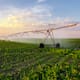 México casi cuadruplica sus importaciones de maíz blanco durante los primeros nueve meses de 2025 debido a menor producción nacional y condiciones climáticas adversas