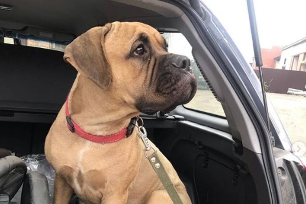 Perrita camina 200 Km buscando a pareja que la había adoptado
