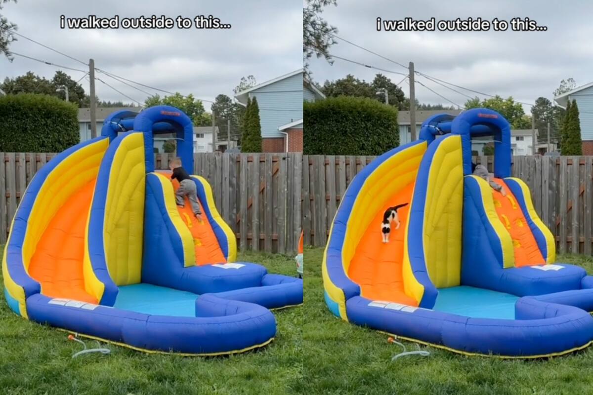Niño y su gato se viralizan en TikTok por jugar juntos en un inflable