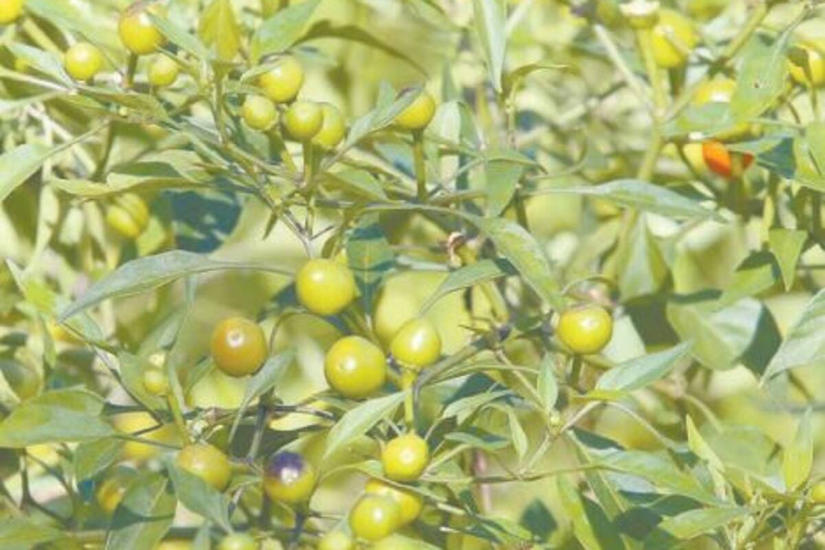 Regalarán plantas de chiltepín