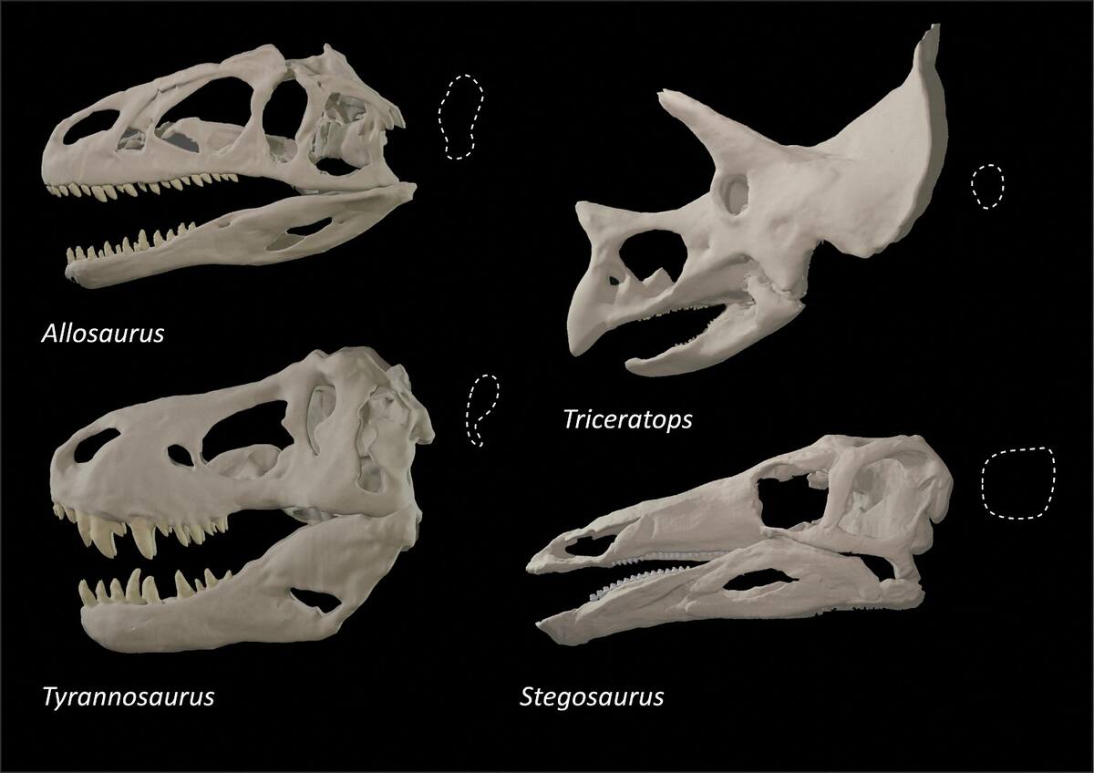 Cráneos de diferentes dinosaurios que muestran variaciones en la forma de la cuenca del ojo (contorno punteado), en esta imagen sin fecha publicada el 11 de agosto de 2022. Stephan Lautenschlager/Universidad de Birmingham/vía REUTERS ATENCIÓN EDITORES - ESTA IMAGEN HA SIDO ENTREGADA POR UN TERCERO. NO DISPONIBLE PARA REVENTA NI ARCHIVO.