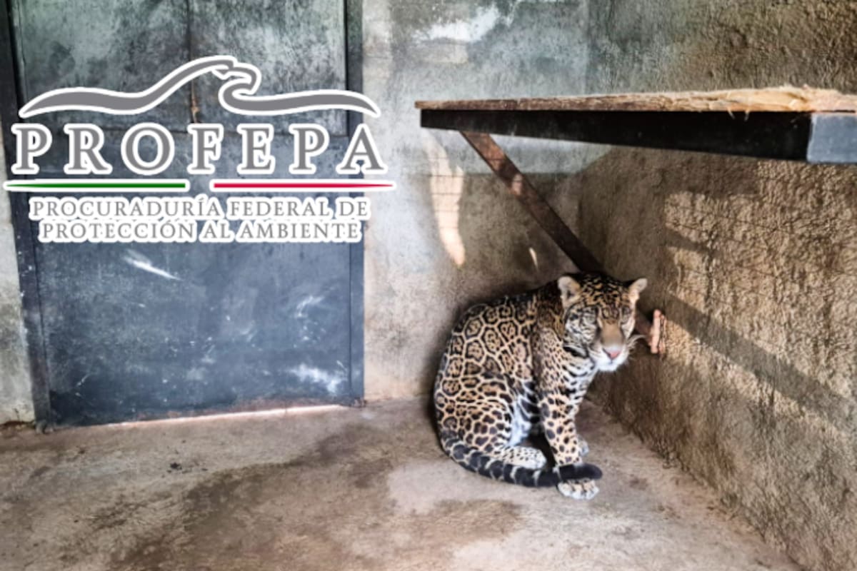 Profepa asegura a un jaguar en cateo realizado en Edomex; fue trasladado a un sitio autorizado