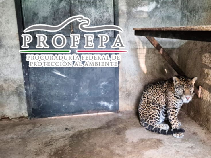 Profepa asegura a un jaguar en cateo realizado en Edomex; fue trasladado a un sitio autorizado