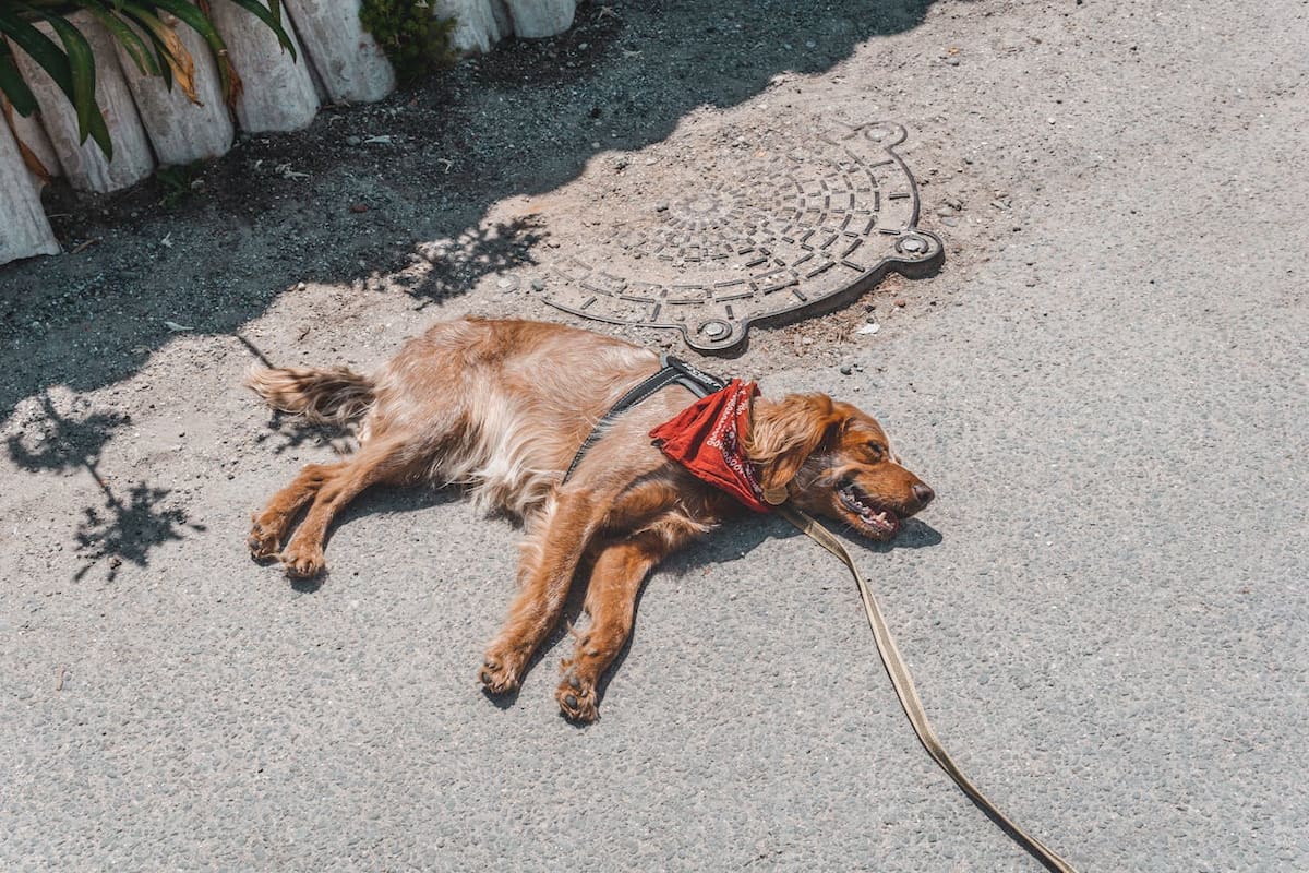 Las mascotas expuestas a las altas temperaturas sin protección pueden sufrir un golpe de calor, lo que pone en riesgo su vida. | Foto: Pexels