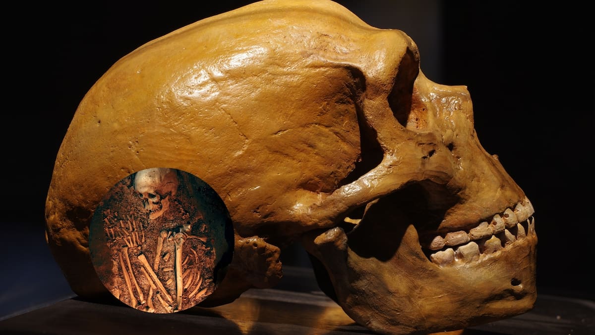 El genoma de un neandertal revela una población fantasma que sobrevivió 50,000 años en aislamiento total.(Foto Ilustrativa)