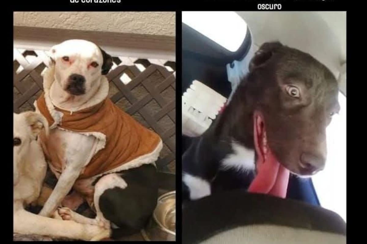 Se buscan: Lili y Pía