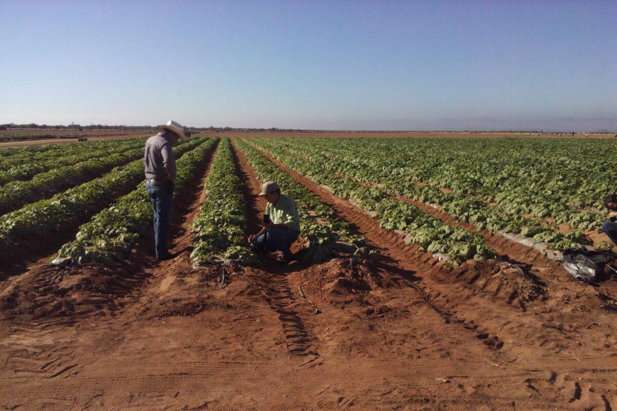 Sector agropecuario impulsa el empleo en Sonora en marzo