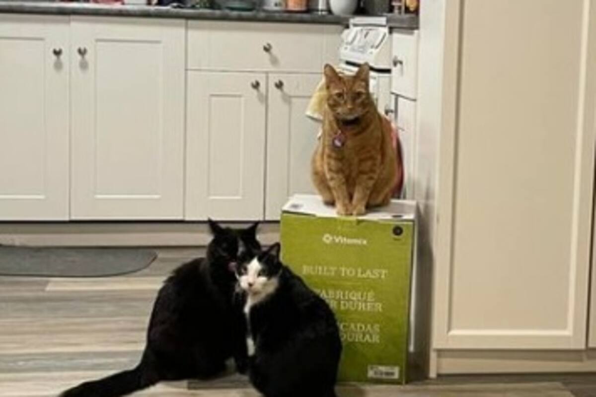 Gatos toman de 'rehén' una licuadora, sus dueñas no pueden desempacarla desde hace semanas